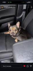 Lost Female Dog last seen Chicago and Southfield, Detroit, MI 48228