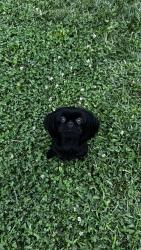 Reunited Female Dog last seen Jackman middle school, Sacramento, CA 95823