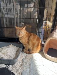 Found/Stray Male Cat last seen Mountaingate, Ferntree Gully, VIC 3156