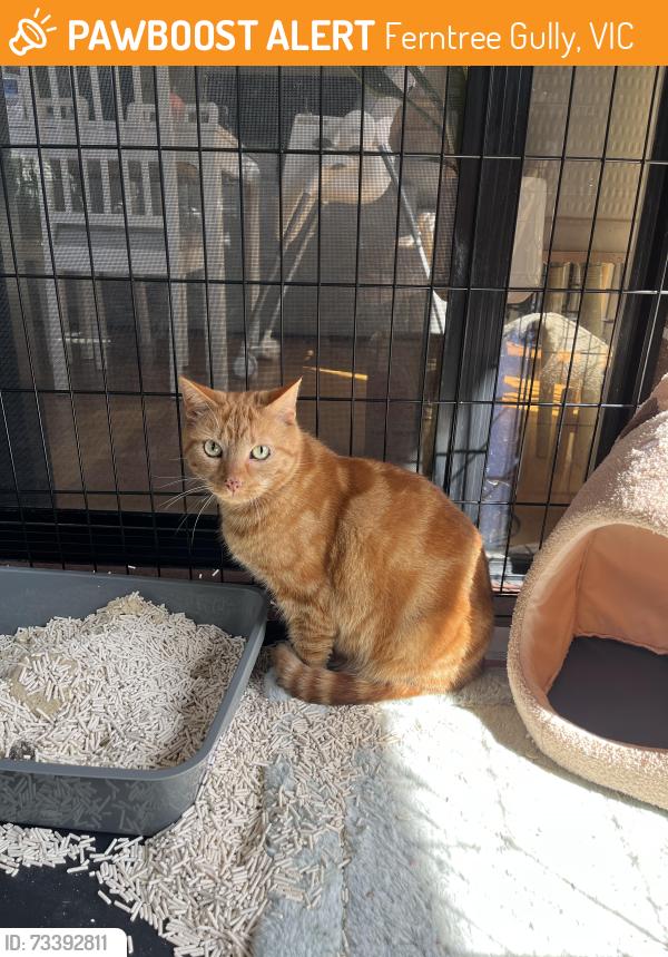 Found/Stray Male Cat last seen Mountaingate, Ferntree Gully, VIC 3156