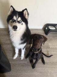 Lost Male Dog last seen Post Oak Manor Dr, Houston, TX 77085