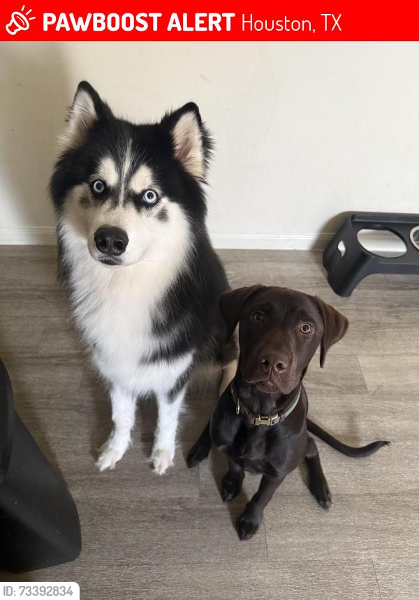 Lost Male Dog last seen Post Oak Manor Dr, Houston, TX 77085