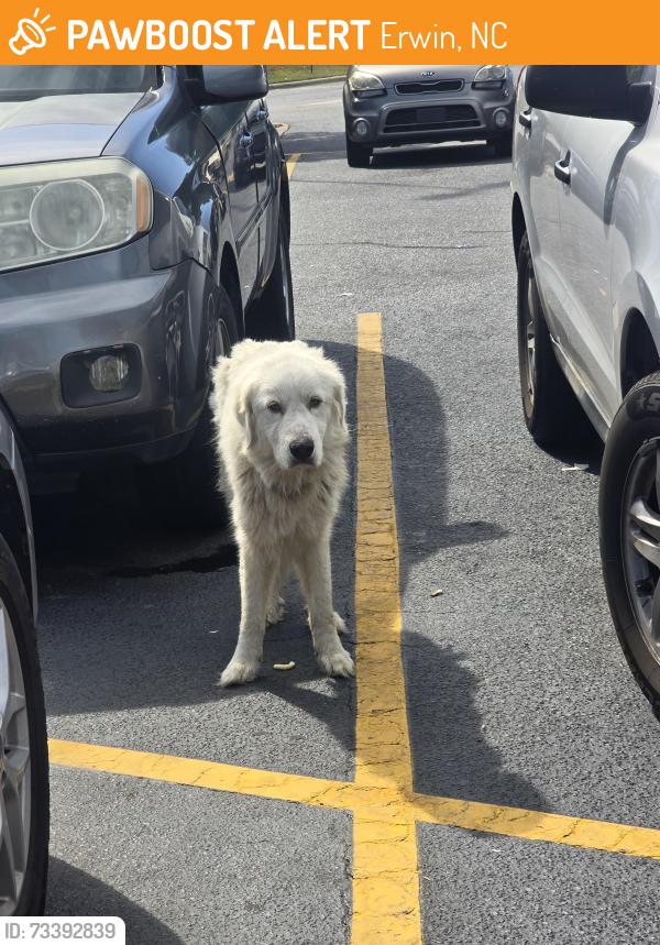 Found/Stray Female Dog last seen Near walmart, Erwin, NC 28339