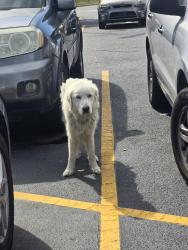 Found/Stray Female Dog last seen Near walmart, Erwin, NC 28339
