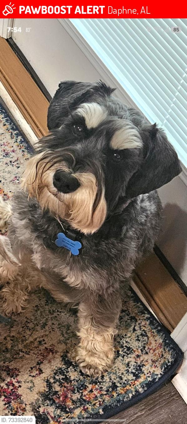Lost Male Dog last seen Belforest Cemetery and Bosbyshell, Daphne, AL 36526