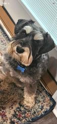 Lost Male Dog last seen Belforest Cemetery and Bosbyshell, Daphne, AL 36526