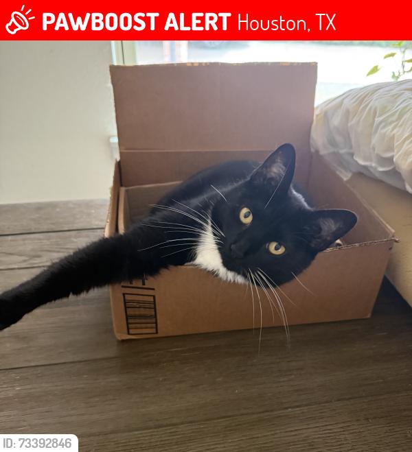Lost Female Cat last seen Manua loa, Houston, TX 77040