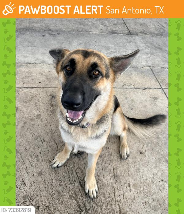 Found/Stray Female Dog last seen Bandera Rd and Woodlawn Ave, San Antonio, TX 78228