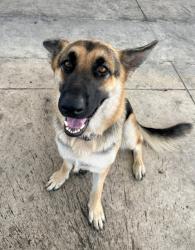 Found/Stray Female Dog last seen Bandera Rd and Woodlawn Ave, San Antonio, TX 78228