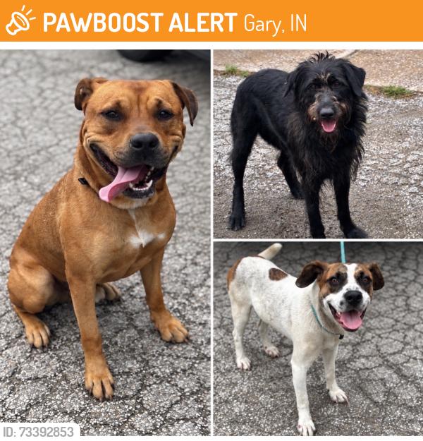 Found/Stray Unknown Dog last seen Gary Animal Control, Gary, IN 46402