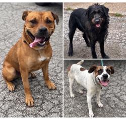Found/Stray Unknown Dog last seen Gary Animal Control, Gary, IN 46402