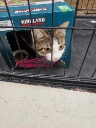 Reunited Unknown Cat last seen Umbria Ln, French Valley, CA 92596, USA, French Valley, CA 92596