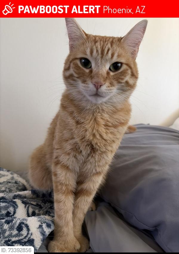 Lost Male Cat last seen Near e highland ave, Phoenix, AZ 85016