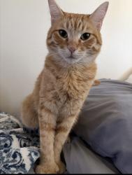Lost Male Cat last seen Near e highland ave, Phoenix, AZ 85016