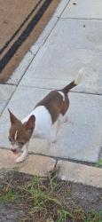 Lost Male Dog last seen Near, Tampa, FL 33615