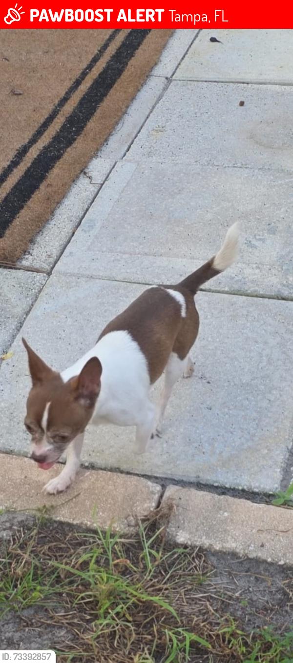 Lost Male Dog last seen Near, Tampa, FL 33615