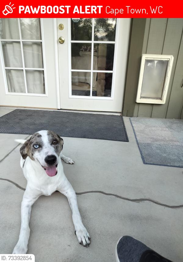 Lost Male Dog last seen Crawford delta area in colorado, Cape Town, WC 7780