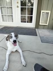 Lost Male Dog last seen Crawford delta area in colorado, Cape Town, WC 7780