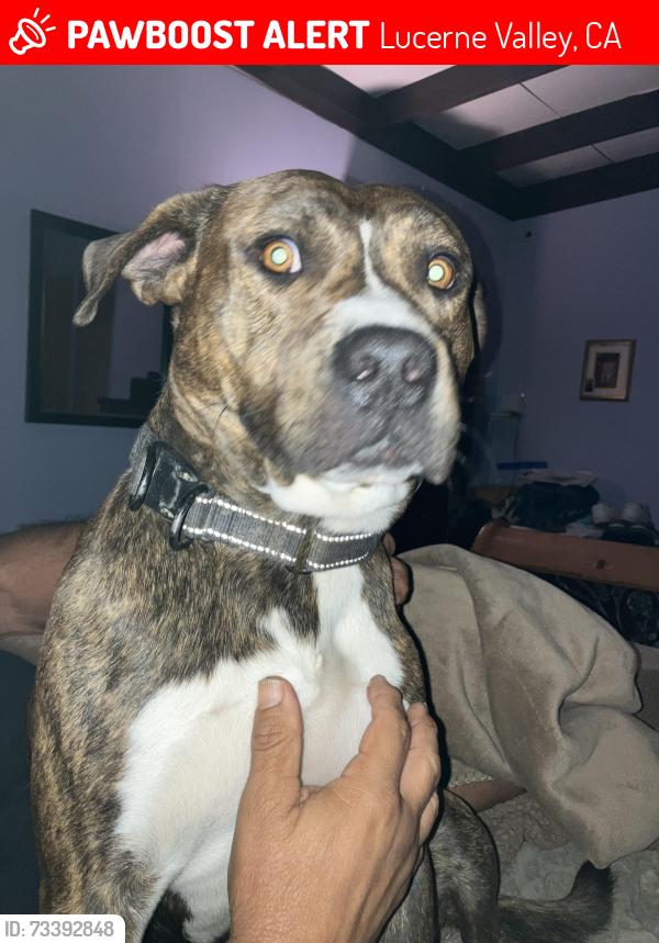 Lost Male Dog last seen Hwy 18 & Richard st, Lucerne Valley, CA 92356