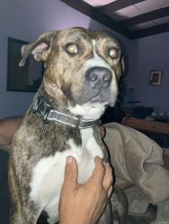 Lost Male Dog last seen Hwy 18 & Richard st, Lucerne Valley, CA 92356