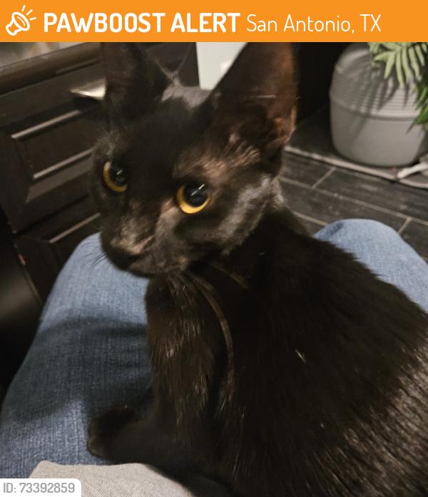 Found/Stray Female Cat last seen Jeff ranch, San Antonio, TX 78245