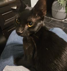 Found/Stray Female Cat last seen Jeff ranch, San Antonio, TX 78245