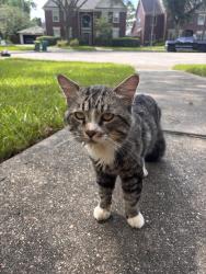 Found/Stray Male Cat last seen Park shadows, Houston, TX 77059