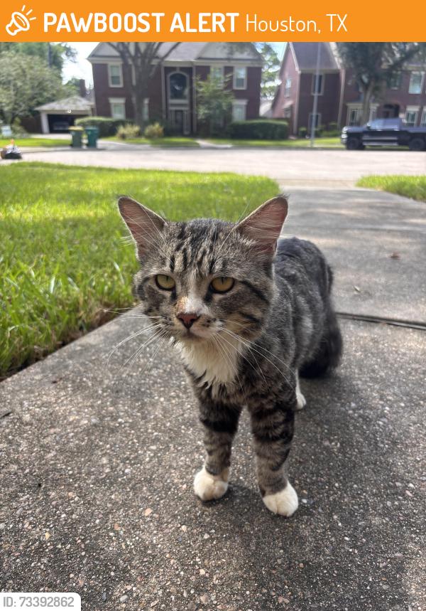Found/Stray Male Cat last seen Park shadows, Houston, TX 77059