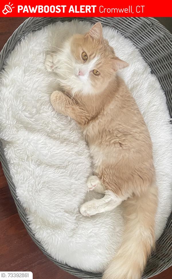 Lost Male Cat last seen Fairview Hts cromwell ct, Cromwell, CT 06416