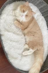 Lost Male Cat last seen Fairview Hts cromwell ct, Cromwell, CT 06416