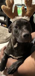 Lost Female Dog last seen Veterans memorial and beltway 8, Houston, TX 77066