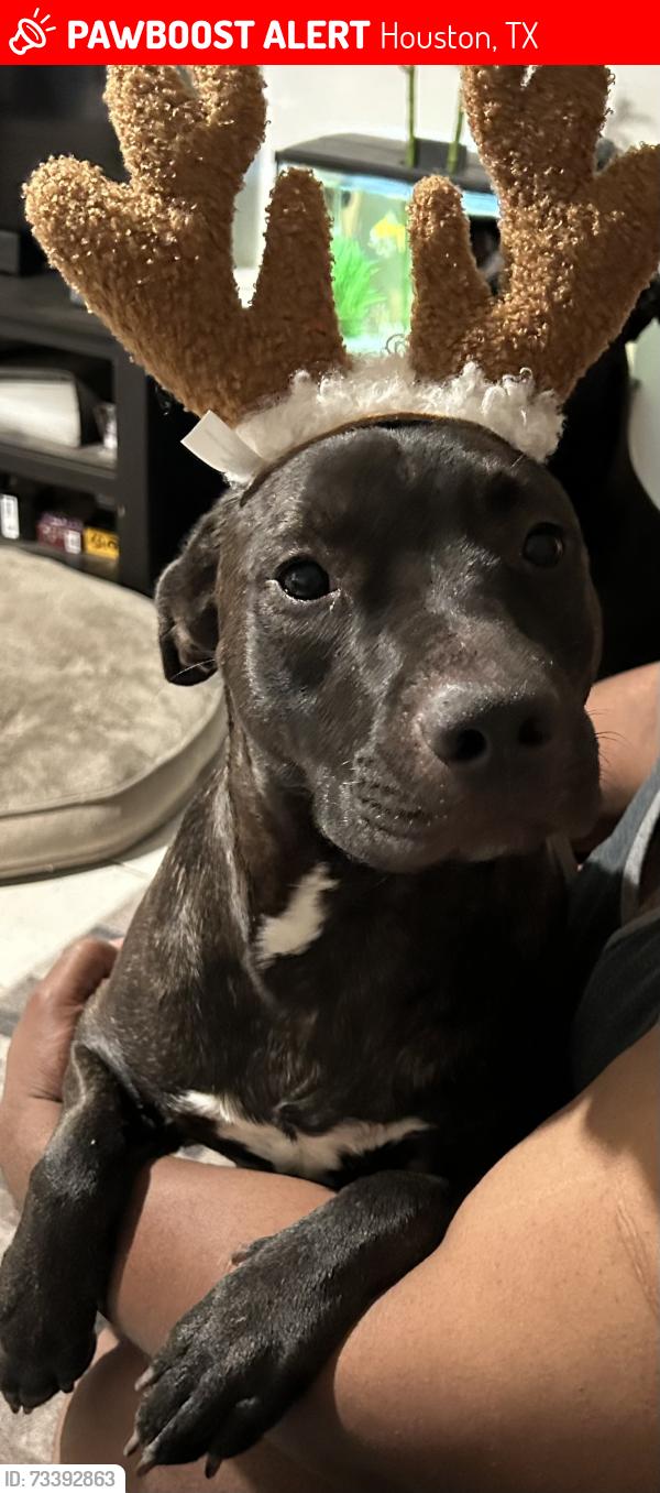 Lost Female Dog last seen Veterans memorial and beltway 8, Houston, TX 77066