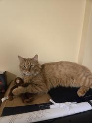 Lost Male Cat last seen 48st near kate chegwin school, Edmonton, AB T6L 5H6