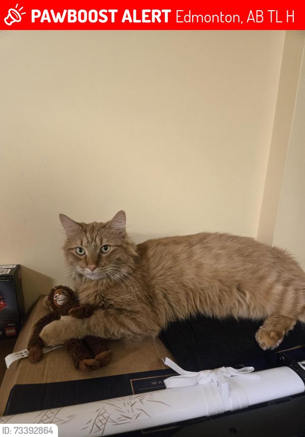 Lost Male Cat last seen 48st near kate chegwin school, Edmonton, AB T6L 5H6