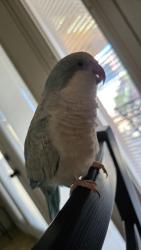 Lost Female Bird last seen Near, Las Vegas, NV 89108