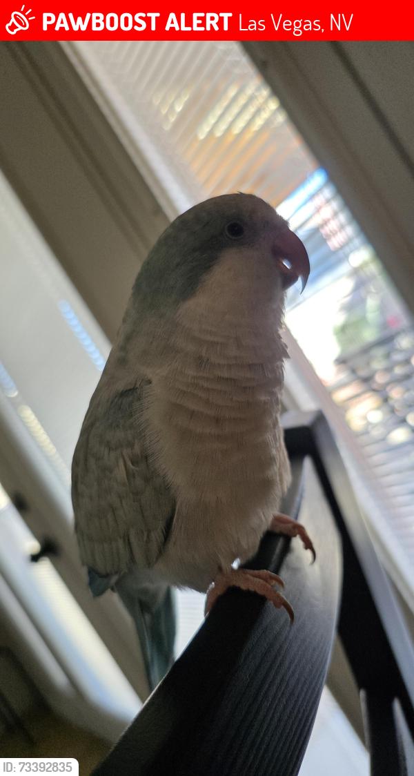 Lost Female Bird last seen Near, Las Vegas, NV 89108