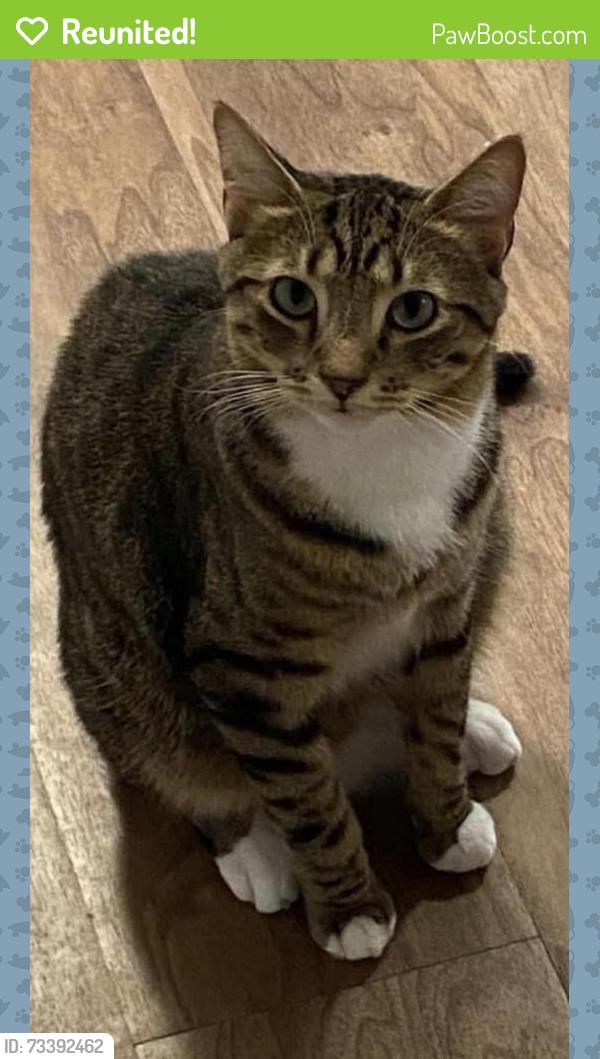Reunited Male Cat last seen East Elm Street and Davis Avenue. By Charlotte Barne Interior Designer, Greenwich, CT 06830