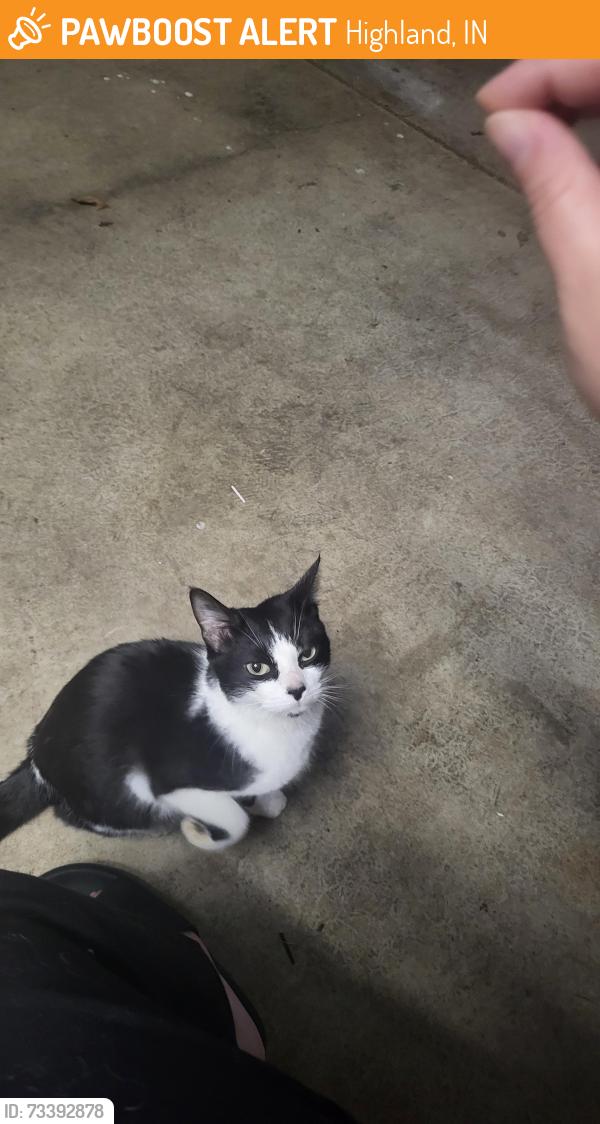 Found/Stray Female Cat last seen Southridge Elementary School, Highland, IN 46322