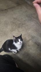 Found/Stray Female Cat last seen Southridge Elementary School, Highland, IN 46322
