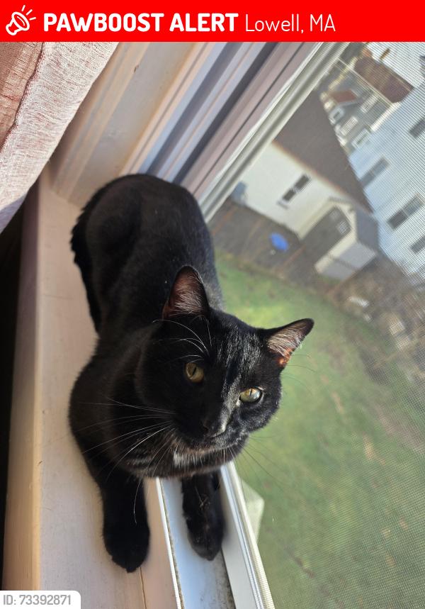 Lost Male Cat last seen High street, Lowell, MA 01852
