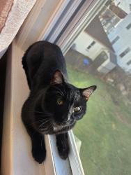 Lost Male Cat last seen High street, Lowell, MA 01852