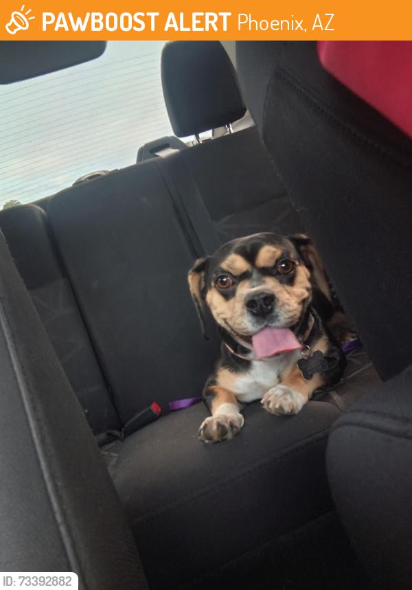 Found/Stray Female Dog last seen Near N 23rd Ave, Phoenix, AZ, Phoenix, AZ 85015