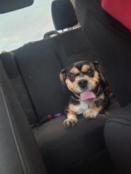 Found/Stray Female Dog last seen Near N 23rd Ave, Phoenix, AZ, Phoenix, AZ 85015