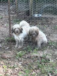 Found/Stray Male Dog last seen Near construction on Old Houston Road where all the trees have been cleared, Porter Heights, TX 77365