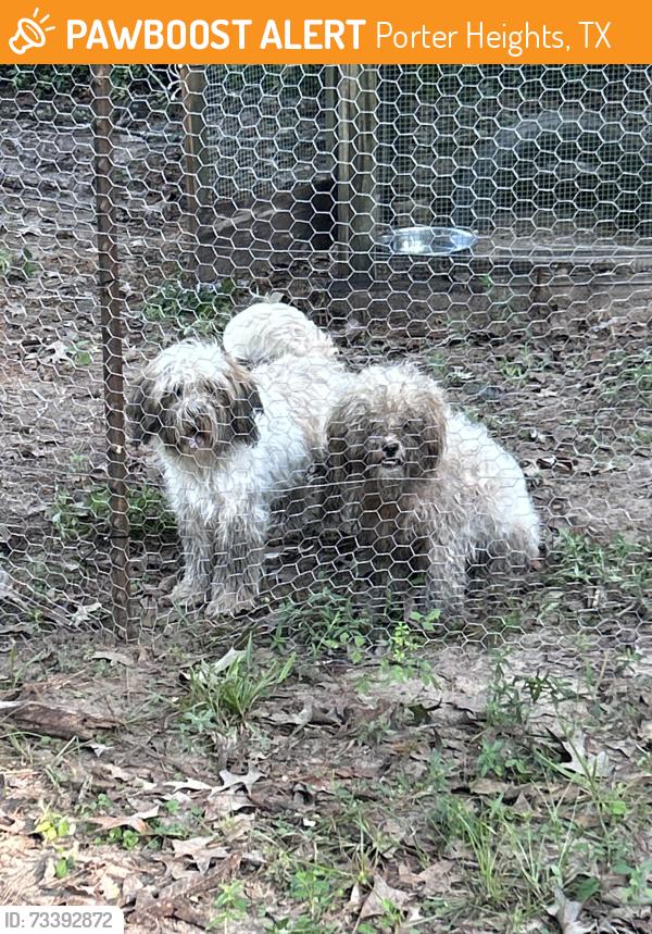 Found/Stray Male Dog last seen Near construction on Old Houston Road where all the trees have been cleared, Porter Heights, TX 77365