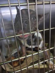 Shelter Stray Female Dog last seen , 1850 W 60th St, Los Angeles, CA 90047, USA