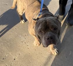 Shelter Stray Male Dog last seen Near BLOCK AIRPORT DR, BAKERSFIELD CA 93308, 3951 Fruitvale Ave, Bakersfield, CA 93308, USA
