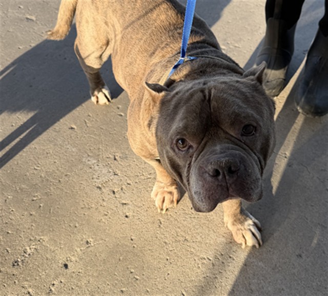 Shelter Stray Male Dog last seen Near BLOCK AIRPORT DR, BAKERSFIELD CA 93308, 3951 Fruitvale Ave, Bakersfield, CA 93308, USA
