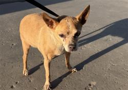 Shelter Stray Female Dog last seen Near BLOCK AIRPORT DR, BAKERSFIELD CA 93308, 3951 Fruitvale Ave, Bakersfield, CA 93308, USA