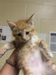 Shelter Stray Male Cat last seen TIERRA WOOD WAY & PONY TRAIL WAY, 2127 Front St, Sacramento, CA 95818, USA